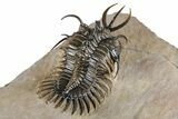Top Quality Walliserops Hammi Trilobite - Foum Zguid, Morocco #381461-4